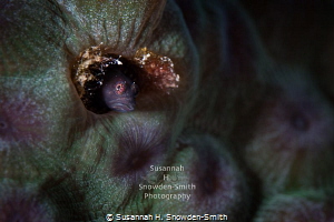 "The Color Purple" - A blenny peers out of its textured c... by Susannah H. Snowden-Smith 